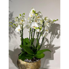 WHITE ORCHID (BEYAZ ORKİDE)