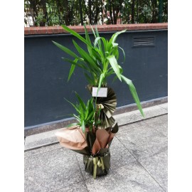 YUCCA 
